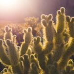 Comparing Maintenance: Cactus vs Succulent - Which Requires Less Care?