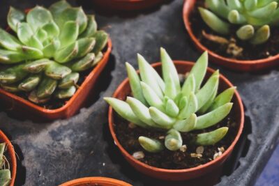 angel wing succulent