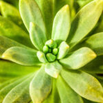 Winter Care Tips: How to Help Succulents Survive the Cold Season