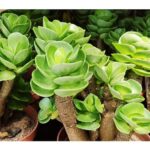 Identifying Tube-Like Succulents: A Shape Guide