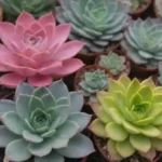 Rare Succulents in Pop Culture: Their Impact on Trends