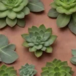 Diving into the Nutritional Benefits of Medicinal Succulents