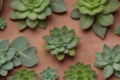 Colorful wallpaper showcases succulent plants and health benefits in calming earth tones