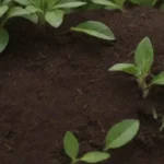 Understanding the Relationship Between Soil and Sun Exposure