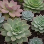 Preparing Your Succulents for Seasonal Changes in Airflow