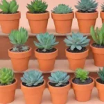 How to Make Terracotta Pot Succulent Crafts That Impress