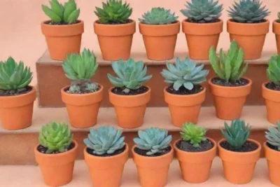 A guide for crafting colorful succulent arrangements in terracotta pots