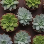 The Ultimate Guide to Succulent Temperature Preferences