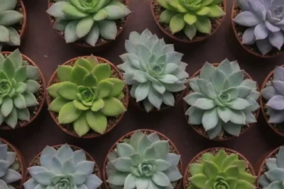 Vibrant illustrated succulents with care tips and labeled temperature ranges