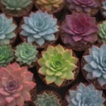 The Most Informative Blogs to Learn About Succulent Care