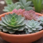 How to Create a Succulent Care Schedule Using Gardening Apps