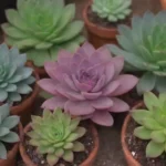 Exploring the Benefits of Joining Succulent Enthusiast Clubs