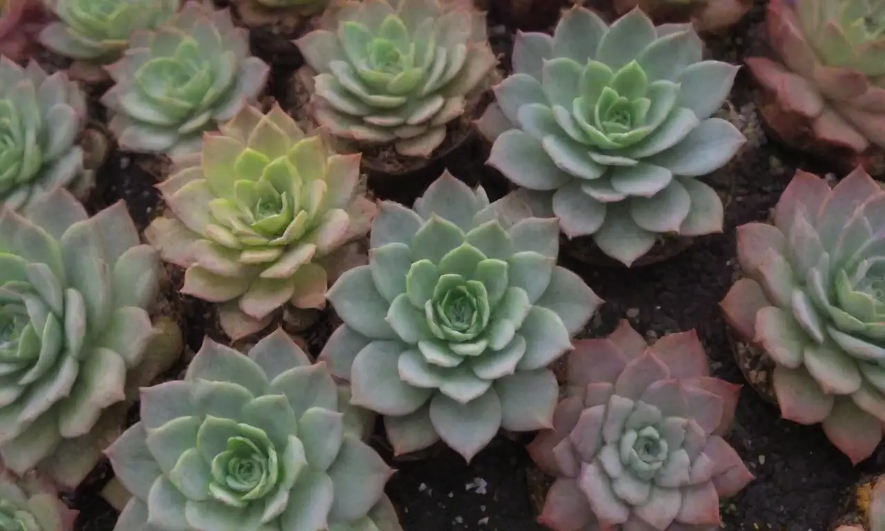 Vibrant succulents support diverse, sustainable ecosystems