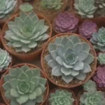 Succulent Exhibitions and Shows: What to Expect in 2024