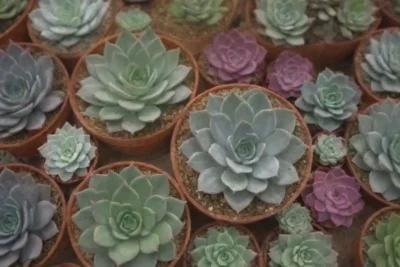 A lively event featuring colorful succulents