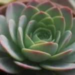 How to Manage Donations for Your Succulent Adoption Fundraiser