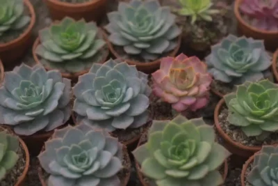 Colorful succulents with care tips and toxicity warnings highlight the importance of research