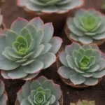 The Role of Online Communities in Succulent Conservation Efforts