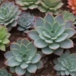 The Colorful Myth: Are Succulents Only for Aesthetic Purposes?