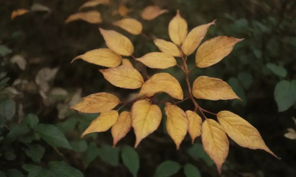 Signs of plant distress include droopy leaves