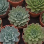 Surprising Color Combinations with Succulents and Other Plants