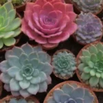 Exploring the Benefits of Joining Local Succulent Enthusiast Groups