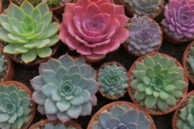 Colorful succulents foster creative community through sharing and learning