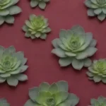 Intriguing Succulent Tales from the Victorian Era to Today