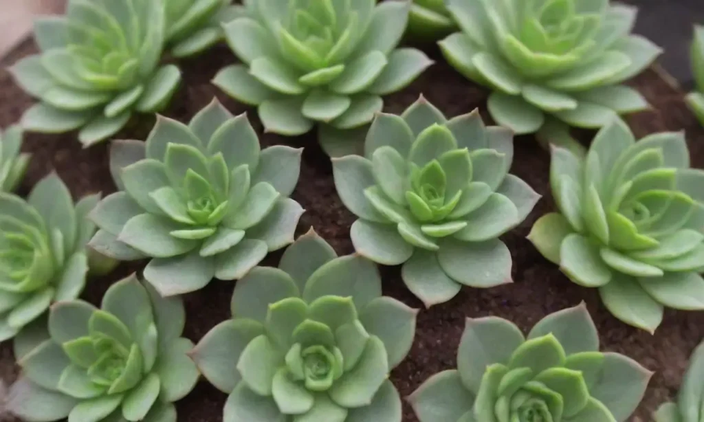 Bright green dwarf succulents thrive in small spaces and require easy care