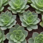 Exploring the Appeal of Dwarf Succulents in Home Gardens