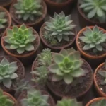 Digital Planting: Apps for Managing Your Succulent Collection