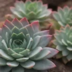 How Weather Impacts Pest Infestations in Succulents