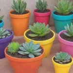 DIY Succulent Planters: Fun Ideas for All Skill Levels and Ages