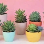 Celebrating Succulents: The Role of Containers in Your Decor