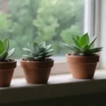 Low-Light Succulents: Adjusting Fertilizing Guidelines