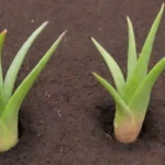 Addressing the Issue of Pythium Root Rot in Succulent Gardens