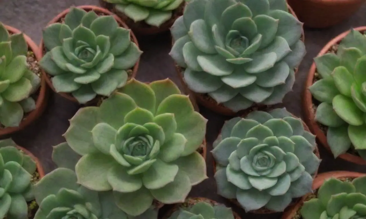 Vibrant succulents and calming designs promote anti-inflammatory education