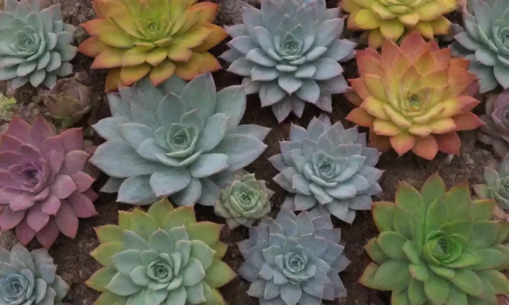 Colorful succulents enhance eco-friendly home decor with vibrant textures and sustainable practices