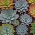 Creating a Sustainable Succulent Ecosystem in Your Home