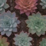 Stories of Succulents: How They Bridge Different Cultures