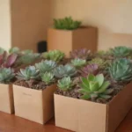 Tips for Succulent Care During Home Moves and Transitions