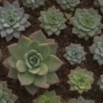 The Connection Between Succulents and Self-Sustaining Ecosystems