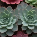 Rarity of Succulents: How to Build Your Dream Collection