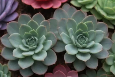 A guide to vibrant succulents with care tips and inspired visuals for a dream garden