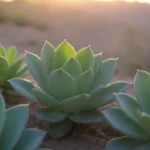 The Best Times of Day to Water Succulents for Maximum Benefits