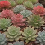 Selecting Succulent Friends: Companion Plants to Consider