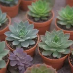 Top 5 Eco-Friendly Succulent Growing Kits You Should Consider