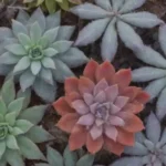 Will All Succulents Survive Winter? Climate Myths Explored