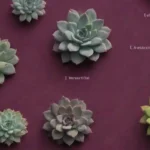 The Evolution of Succulents in Response to Climatic Changes