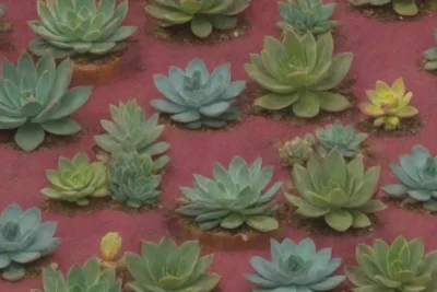 A colorful wallpaper displays succulents